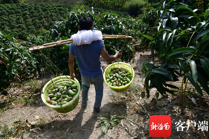 　　三亚一芒果基地，工人将采摘下来的芒果挑下山。记者 陈卫东摄