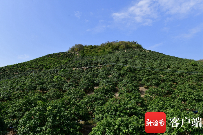 　　三亚一芒果基地，芒果树栽满山坡。记者 陈卫东摄
