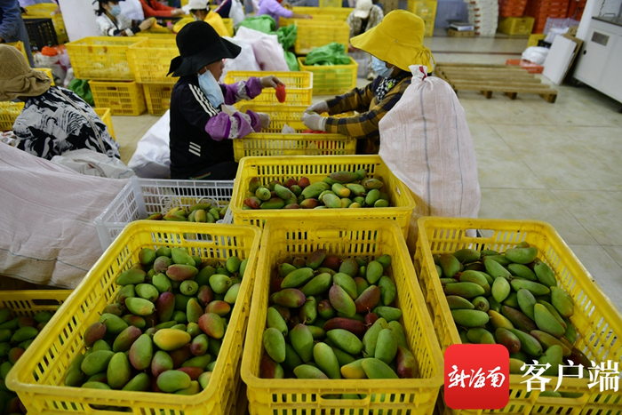 　　三亚一芒果基地，工人在装箱。记者 陈卫东摄