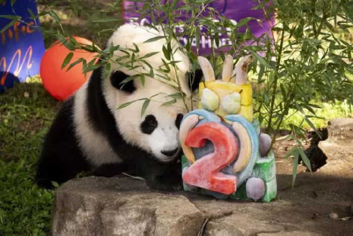 △2022年8月21日 动物园为“小奇迹”庆生 图片来源：环球网