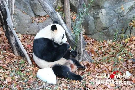 ▲贝贝回国前在美国国家动物园最后亮相。