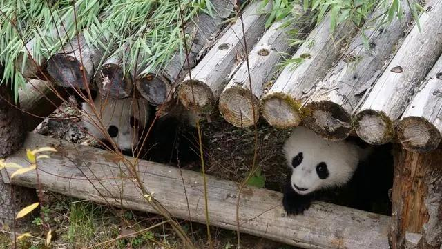 ▲龙凤胎“福凤”“福伴”顺利回国。