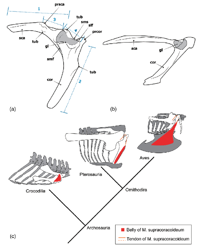 哈密翼龙肩胛乌喙骨与鸟类肩带形态对比，以及肩关节和喙上肌重建示意图。（中科院古脊椎所供图）