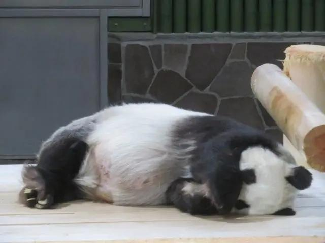 ▲正在午休的“旦旦”。