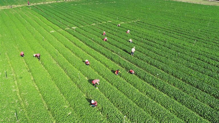     福泉市凤山镇金凤坝区千亩精品蔬菜基地。 肖伟 摄