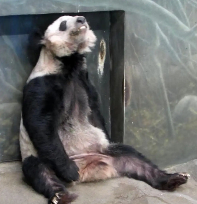 ▲“丫丫”的健康状况令人担心。