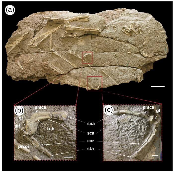与哈密翼龙头骨等化石保存在一起的肩带标本。（中科院古脊椎所供图）