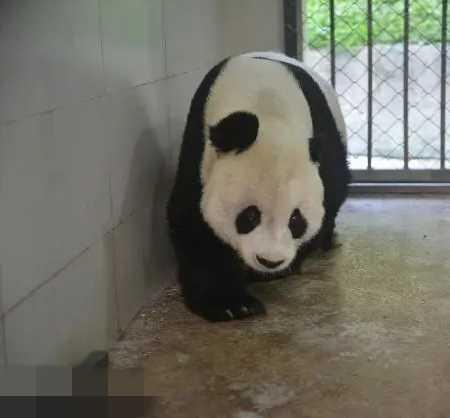 ▲“高高”回到国内。