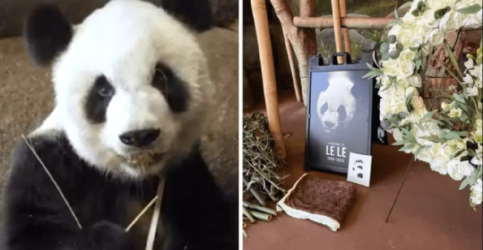 △旅美大熊猫乐乐