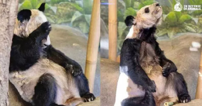 △旅美大熊猫丫丫 图片来自IDA