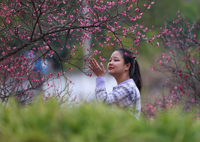 　　2月20日，游客在贵州省铜仁市玉屏侗族自治县茶花泉景区赏花。新华社发（胡攀学摄）
