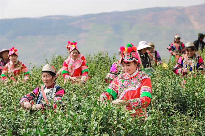 宜良村民正在采摘宝洪茶