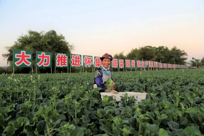 △当前，怀集高水平打造粤港澳大湾区肇庆（怀集）绿色农副产品集散基地。图源 怀集发布