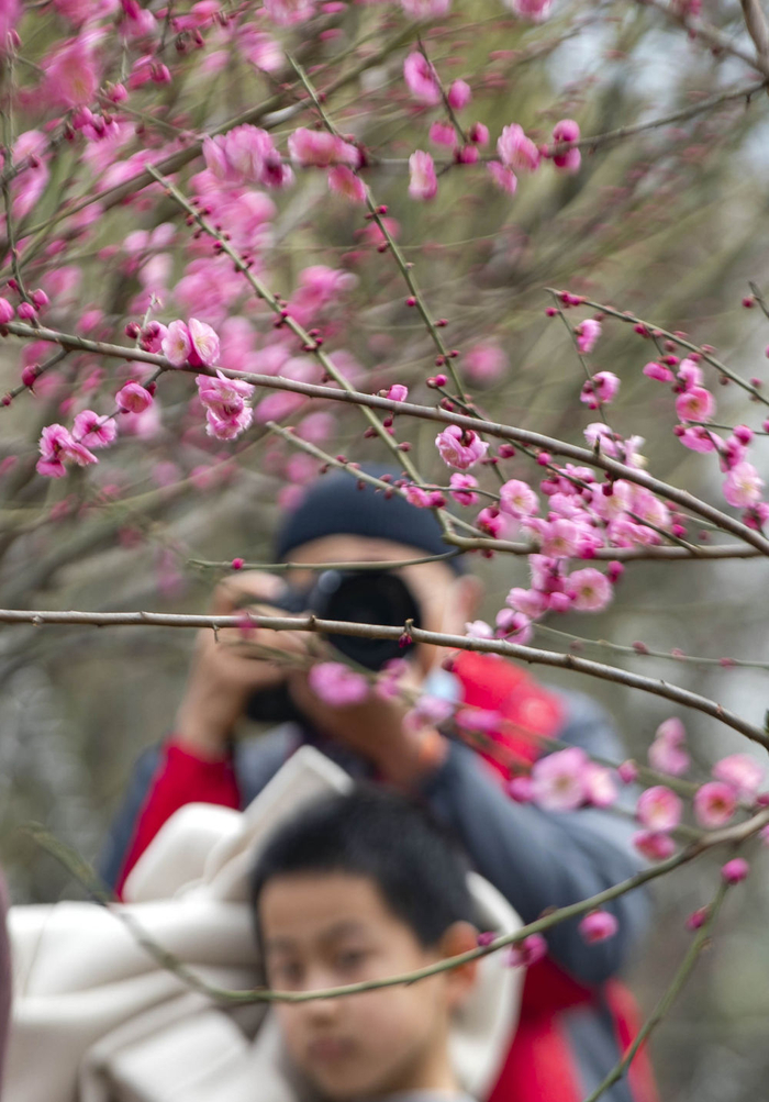 　　2月18日，游客在苏州市吴中区光福镇香雪海景区赏花拍照。新华社发（汤德宏摄）