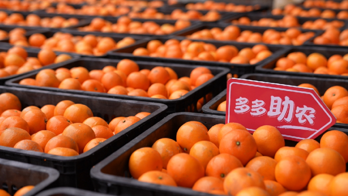 ▲武鸣沃柑果皮橙红艳丽，皮薄肉嫩，清甜干爽，含糖量高，富含维生素。何淞荧|摄