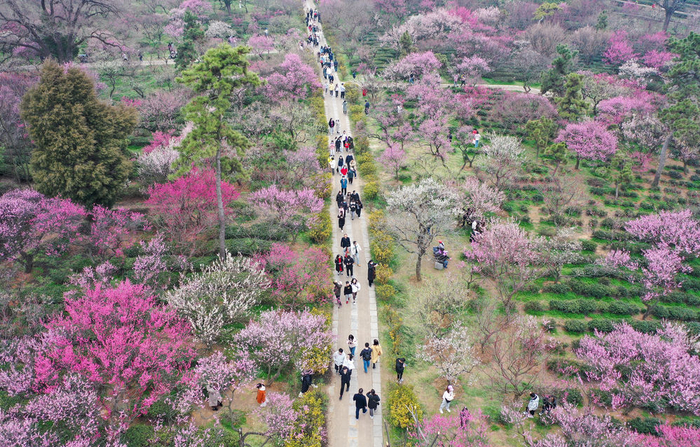 　　2月18日，人们在南京梅花山踏青赏花（无人机照片）。新华社发（方东旭摄）