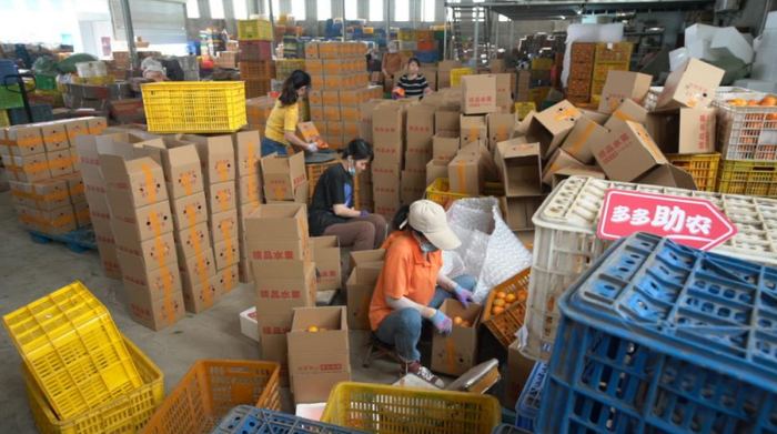 ▲在武鸣一处仓库内，工人们正在对武鸣沃柑进行分拣、打包。何淞荧|摄