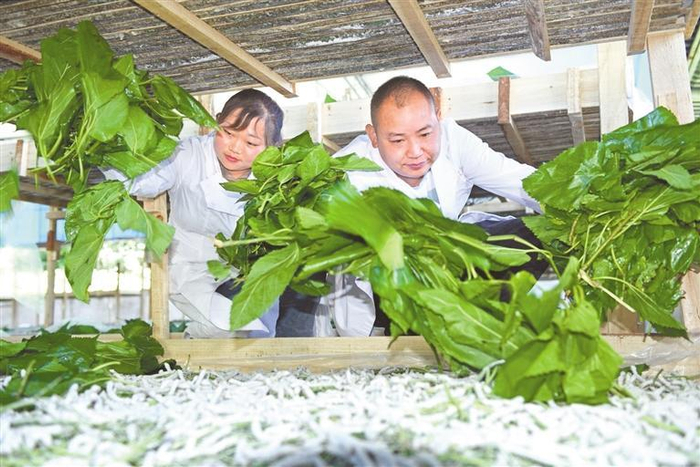    凤冈县产业型“乡村掌墨师”黄志强夫妇在喂蚕。  汤莉 摄
