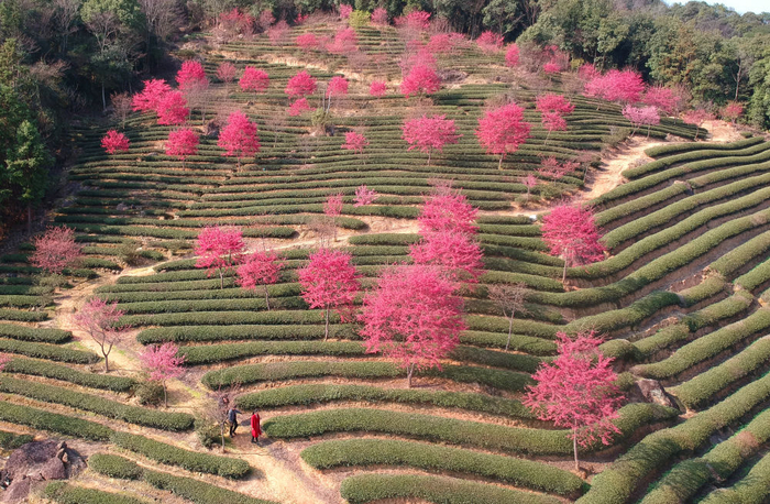 　　2月17日，游客在福建省南平市建阳区将口镇松柏村茶园中欣赏樱花（无人机照片）。新华社发（黄杰敏摄）