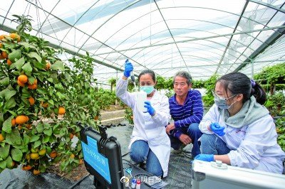 浙江湖州市长兴县洪桥镇东王村太湖农旅园内，检测员正在检查水果是否有农药残留物。王徐超摄/光明图片