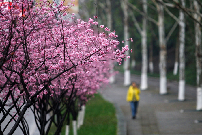 　　2月20日，市民在重庆市九龙坡区南北大道旁的人行道赏花。新华社发（赵俊超摄）