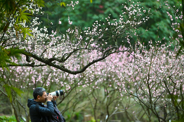 　　2月22日，摄影爱好者在江苏省昆山市亭林园拍摄梅花。新华社发（王须中摄）