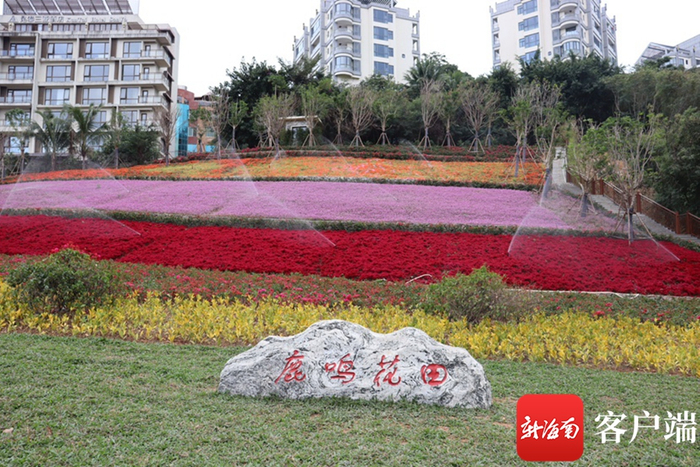 三亚鹿鸣花田。记者 刘子榕 摄