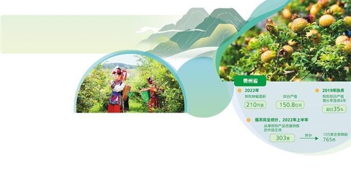 野果子走上产业化之路——贵州刺梨产业调查_手机新浪网