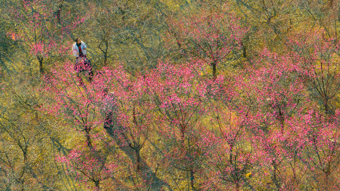 　　2月19日，安徽省淮北市市民在南湖国家湿地公园梅园游玩（无人机照片）。新华社发（王文摄）