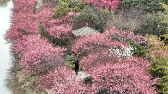 　　2月22日拍摄的江苏省太仓市双凤镇勤力村梅花庄园（无人机照片）。新华社发（计海新摄）