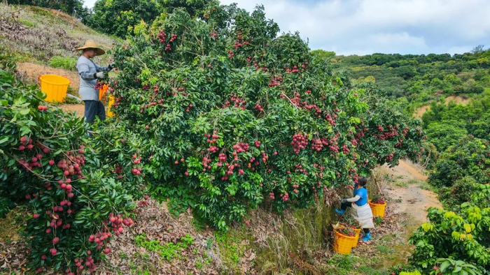 荔枝产业助农增收。（资料图）