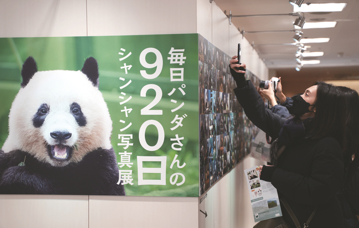     ▲熊猫摄影家高氏贵博在日本东京举办“920日香香摄影展”，吸引众多“熊猫粉”前来参观