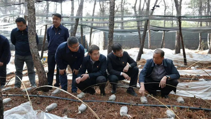 ▲调研永胜县“一县一业”食用菌林下仿野生种植情况