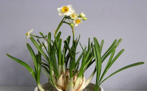 水仙 图源网络