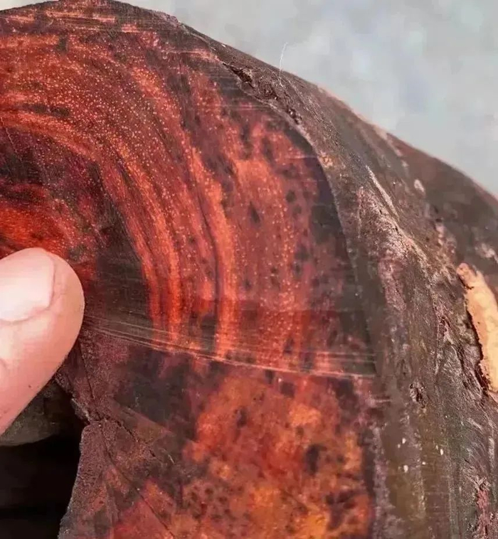 ▲小叶紫檀原木