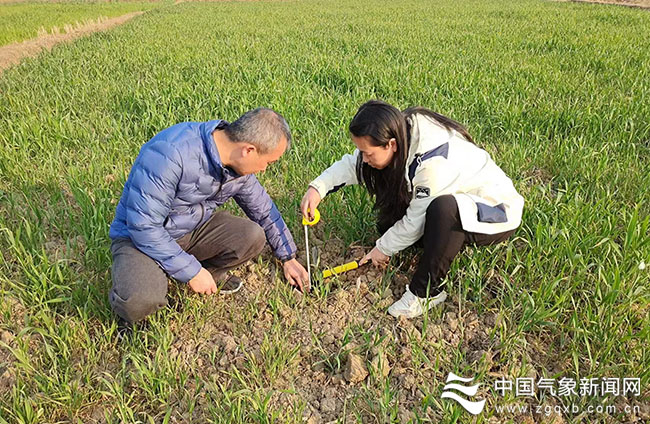 高红梅（右）在小麦种植地开展农情调查。
