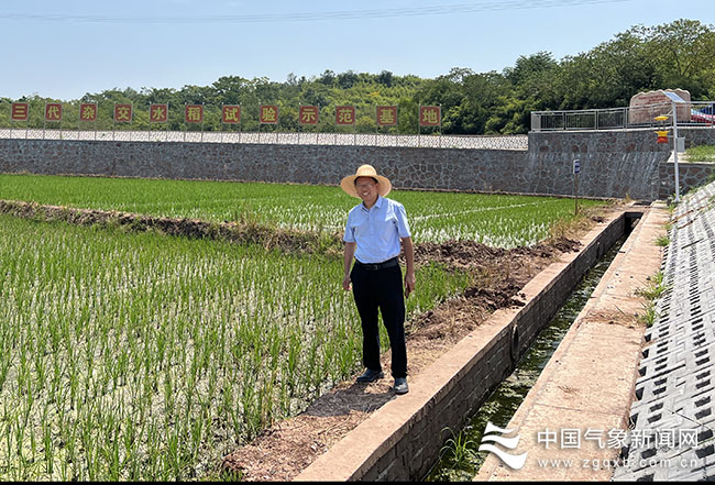 帅细强在常德市澧县开展双季晚稻稻旱情调查。