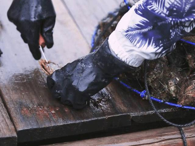 图为三重县的珍珠匠人在海边收割珍珠