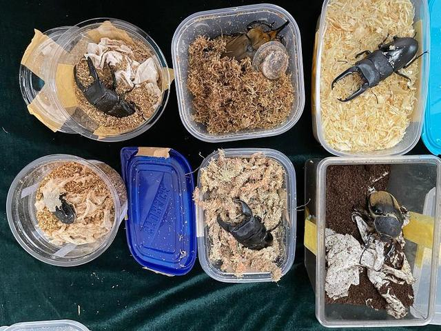 北京邮局海关近期连续查获6只异宠活体甲虫 摄影/于立涛