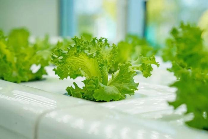 通常，35天左右，一棵生菜就能从种子长大成熟。图中的生菜品种为“优雅”。莫斯提 摄