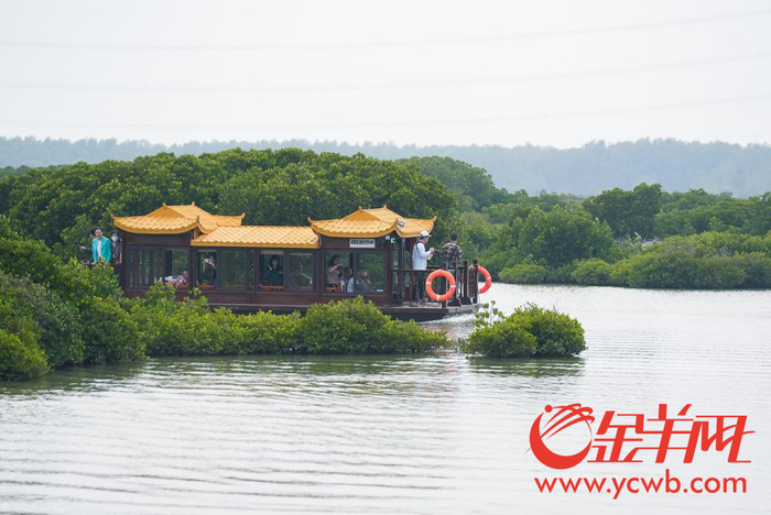 2月24日，湛江市麻章区湖光镇世乔村金牛岛红树林。红树林郁郁葱葱，观光行船从水面上驶过 。羊城晚报全媒体记者 梁喻 摄