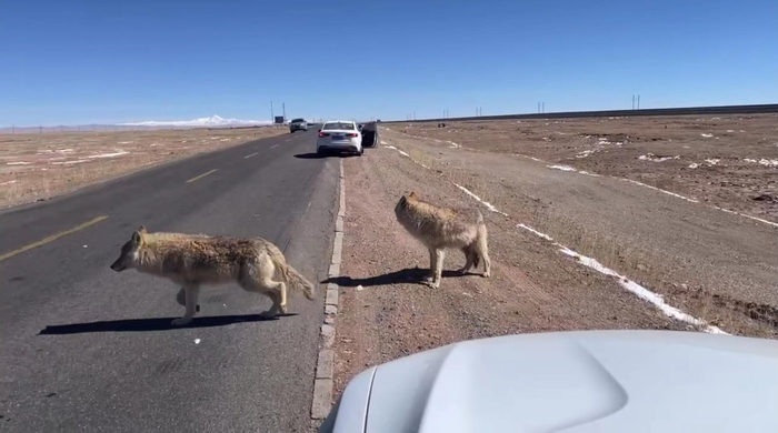 ↑前方一辆车停下，一名女子误把狼当狗下车拍照