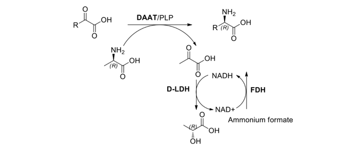 图1. 三酶级联协作合成D -氨基酸