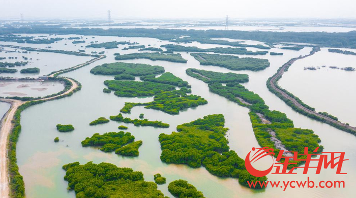 2月24日，湛江市麻章区湖光镇世乔村金牛岛红树林——湛江正打造“红树林之城”。羊城晚报全媒体记者 梁喻 摄