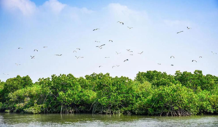 湛江红树林。受访者供图