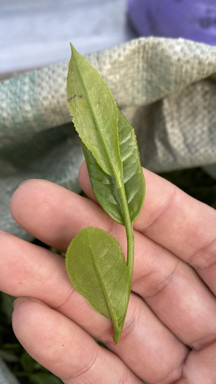 福建屏南的春茶 时代周报 黎广/摄