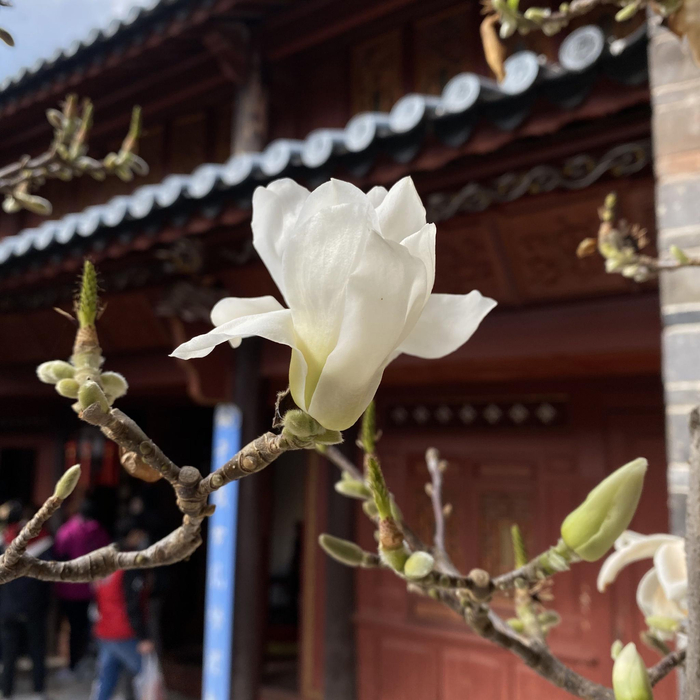 玉兰花开，春意浓 时代周报 黎广/摄