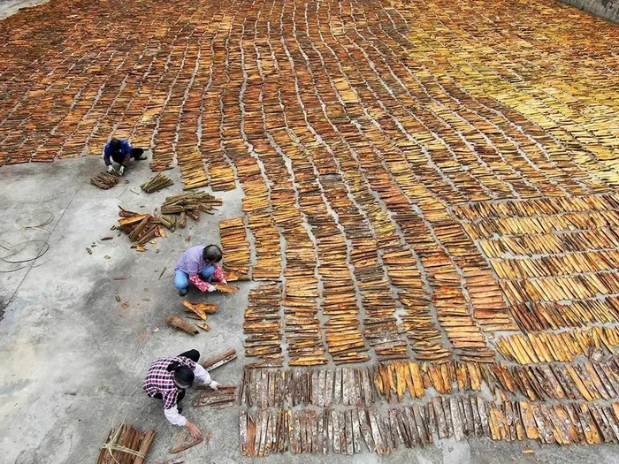 △肇庆市高要区乐城镇罗板村晒桂，满地金黄，蔚为壮观。图源 高要发布