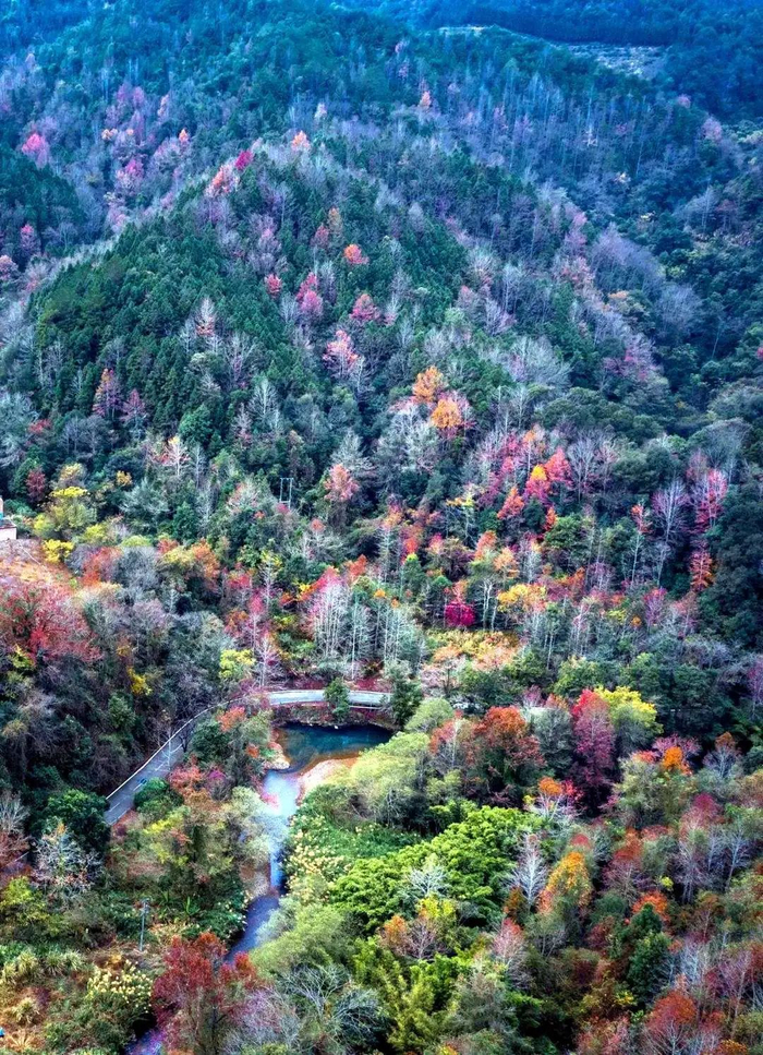 漫山红叶如火般绚烂的云髻山。（图片来源：韶关旅游）