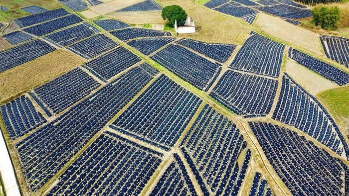 韶关同样是广东重要的粮食产区。（图片来源：广州日报·新花城记者：卜瑜　通讯员：谢焘、封俊）